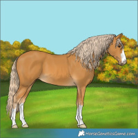 Horse Color:Palomino 