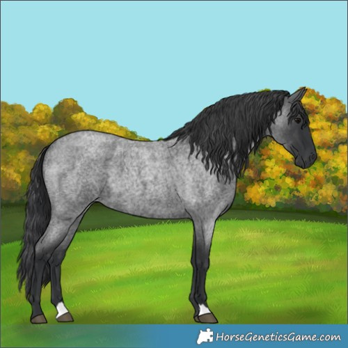 Horse Color:Blue Roan 