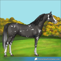 Horse Color:White Spotted Black Splash