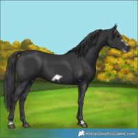Horse Color:Black Frame 