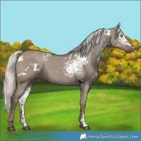 Horse Color:White Spotted Silver Grullo Rabicano