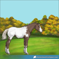 Horse Color:Silver Black Appaloosa 