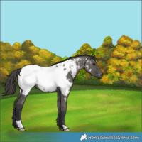 Horse Color:Grullo Appaloosa 