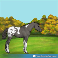 Horse Color:Grullo Tobiano Appaloosa 