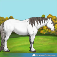 Horse Color:Grullo Appaloosa 