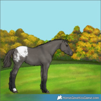 Horse Color:Grullo Appaloosa
