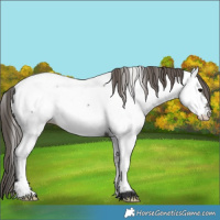 Horse Color:Grullo Appaloosa 