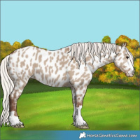 Horse Color:Silver Grullo Appaloosa 