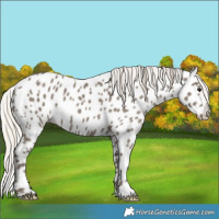 Horse Color:Silver Grullo Appaloosa 