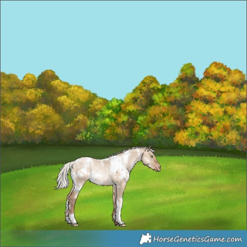 Horse Color:White Spotted Silver Brown Pearl Dun Rabicano 