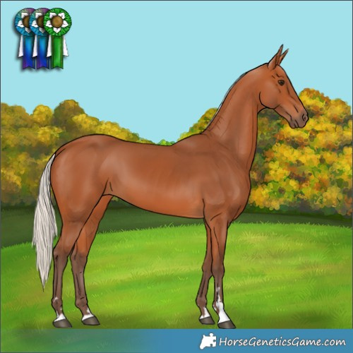 Horse Color:Silver Bay 