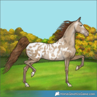 Horse Color:Gray Smoky Grullo Pearl Near Leopard Rabicano 