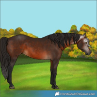 Horse Color:Gray Bay 