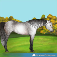 Horse Color:Gray Bay 