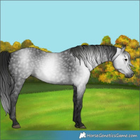 Horse Color:Gray Black 