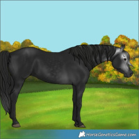 Horse Color:Gray Black 