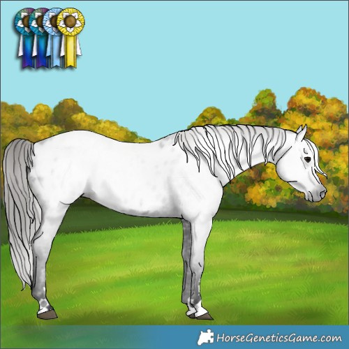 Horse Color:Gray Black Appaloosa 