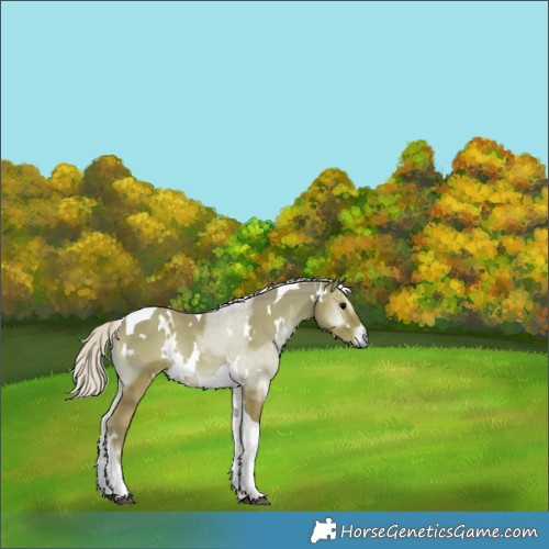 Horse Color:Watercolor White Spotted Silver Blue Onyx Tobiano 