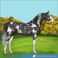 Horse Color:White Spotted Black Splash 