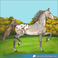 Horse Color:Buckskin Dun Appaloosa 