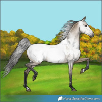 Horse Color:Gray Brown Dun Appaloosa
