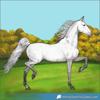 Horse Color:Gray Brown Dun Near Fewspot 
