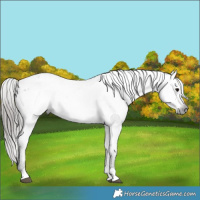 Horse Color:Gray Black Blanket 