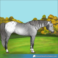 Horse Color:Gray Black Appaloosa