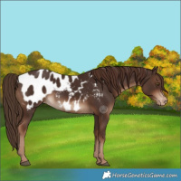 Horse Color:Liver Chestnut Near Leopard