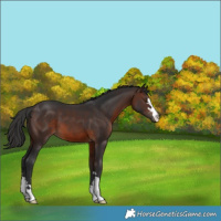 Horse Color:Brown 