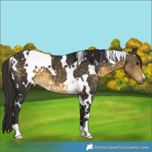 Horse Color:White Spotted Buckskin 