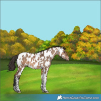 Horse Color:Bay Dun Tobiano Appaloosa 