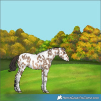 Horse Color:Brown Dun Tobiano Appaloosa 