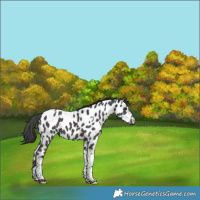 Horse Color:Black Tobiano Appaloosa 
