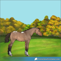 Horse Color:Bay Dun Tobiano 