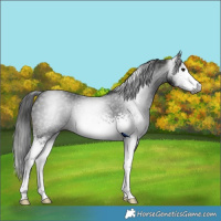 Horse Color:Gray White Spotted Brown Rabicano 