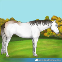 Horse Color:Gray Buckskin Splash Frame 
