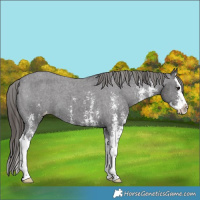 Horse Color:Smoky Black Sabino Splash Varnish 