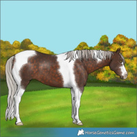 Horse Color:Silver Brown Tobiano
