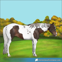 Horse Color:Silver Brown Tobiano