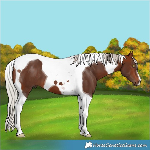 Horse Color:Silver Bay Tobiano 