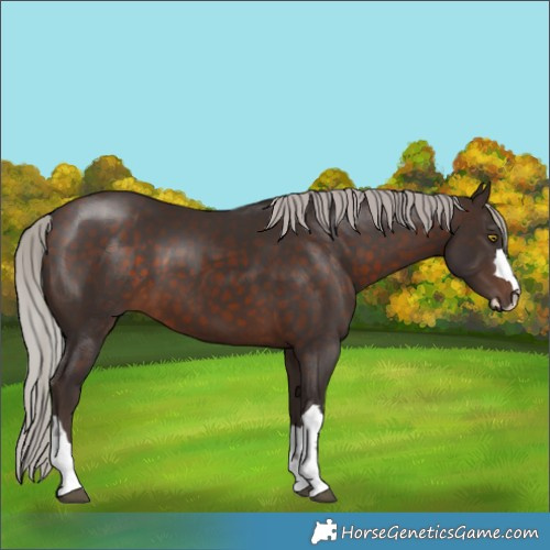 Horse Color:Silver Brown 