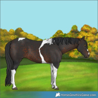 Horse Color:Brown Tobiano