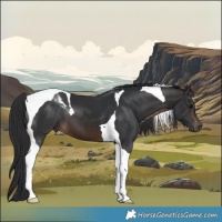 Horse Color:Brown Tobiano