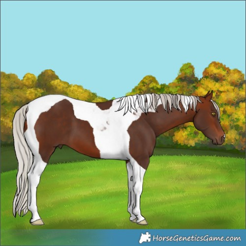 Horse Color:Silver Bay Tobiano