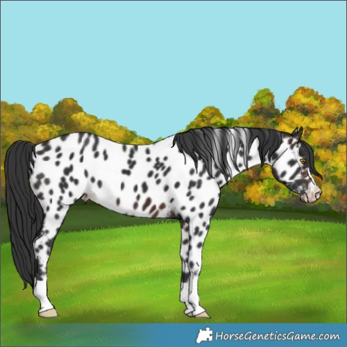 Horse Color:Brown Near Leopard