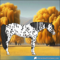 Horse Color:Brown Near Leopard 