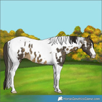 Horse Color:Buckskin Tobiano Near Leopard