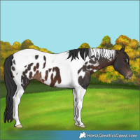 Horse Color:Brown Tobiano Near Leopard