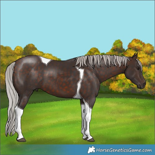 Horse Color:Silver Brown Tobiano 